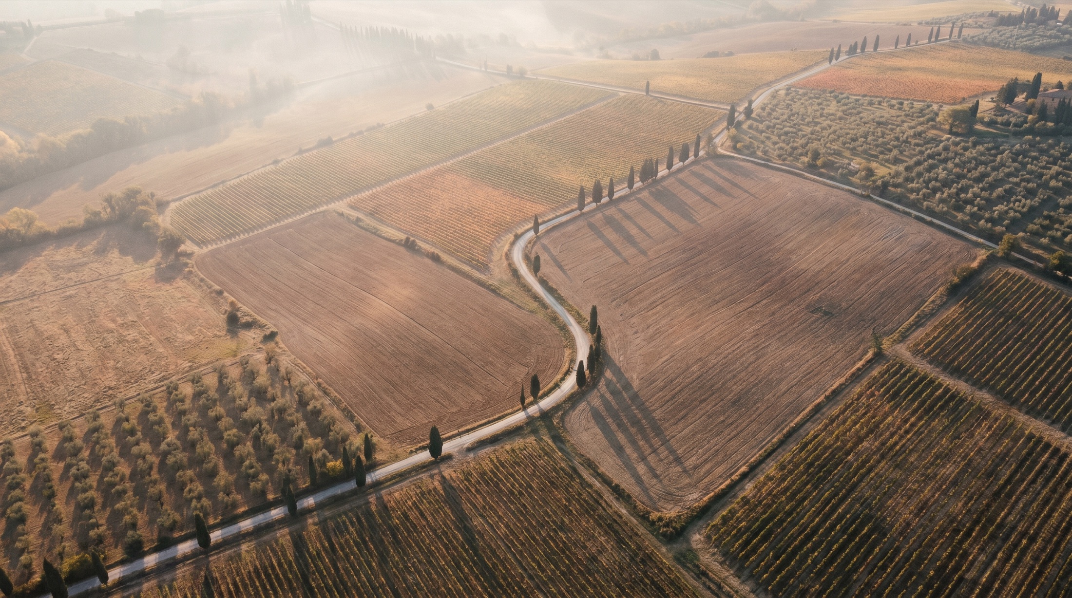 Veduta aerea della campagna toscana con vigne e filari di cipressi