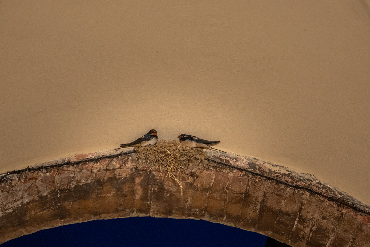 Due rondini sul nido in cima a un arco della loggia, all'ora blu
